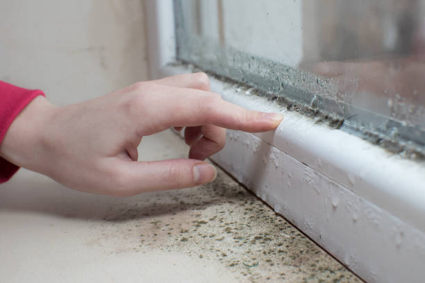 Best Environmental Consulting for Mold Prevention  in Lemoyne, PA