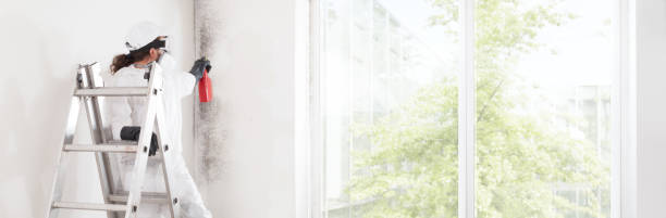 Reliable Lemoyne, PA Mold Removal Solutions